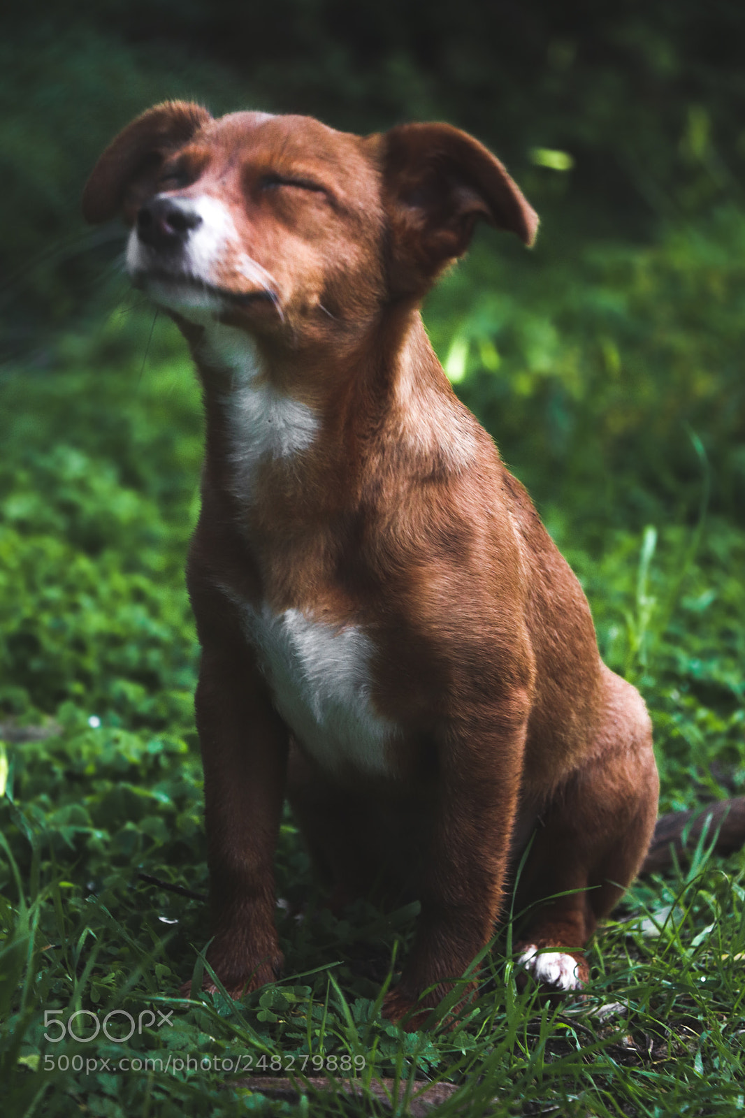 Canon EOS 77D (EOS 9000D / EOS 770D) sample photo. Happy puppy photography