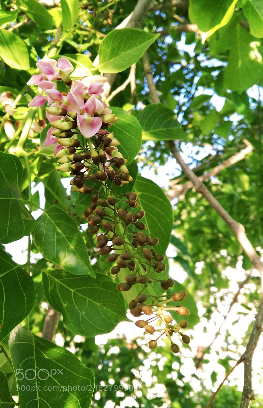 Xiaomi Redmi 4A sample photo. Spring photography