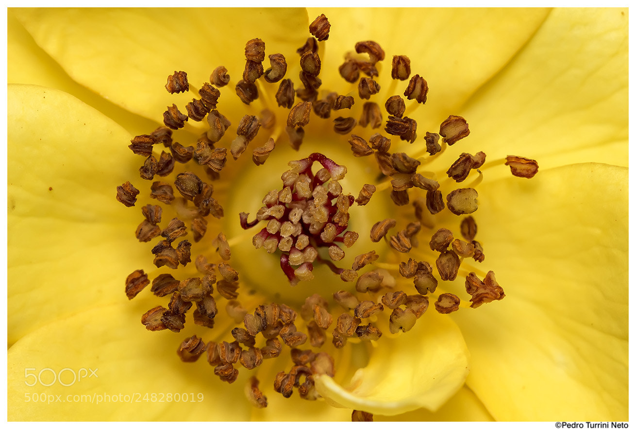 Canon EOS 600D (Rebel EOS T3i / EOS Kiss X5) sample photo. Core flower with stamen photography