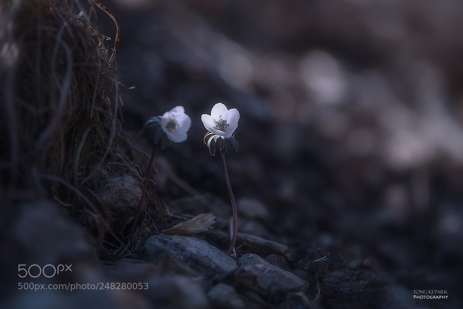 Pentax K-1 sample photo. Early spring at the photography