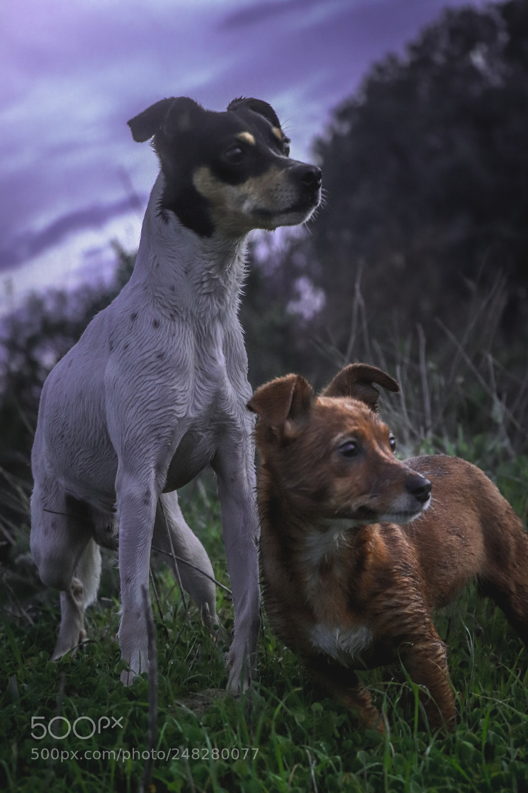 Canon EOS 77D (EOS 9000D / EOS 770D) sample photo. Two dogs, two friends photography