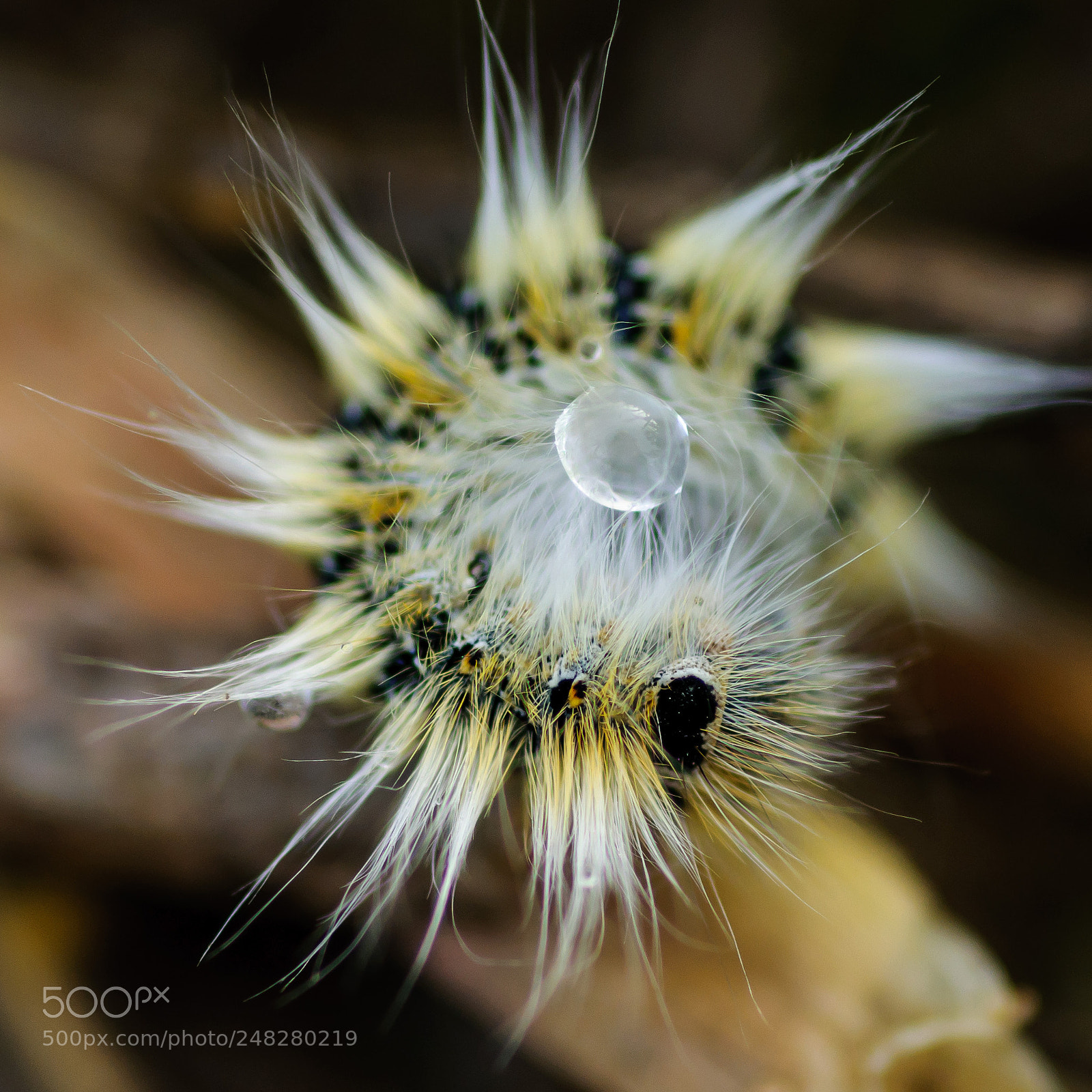 Nikon D90 sample photo. Caterpillar photography