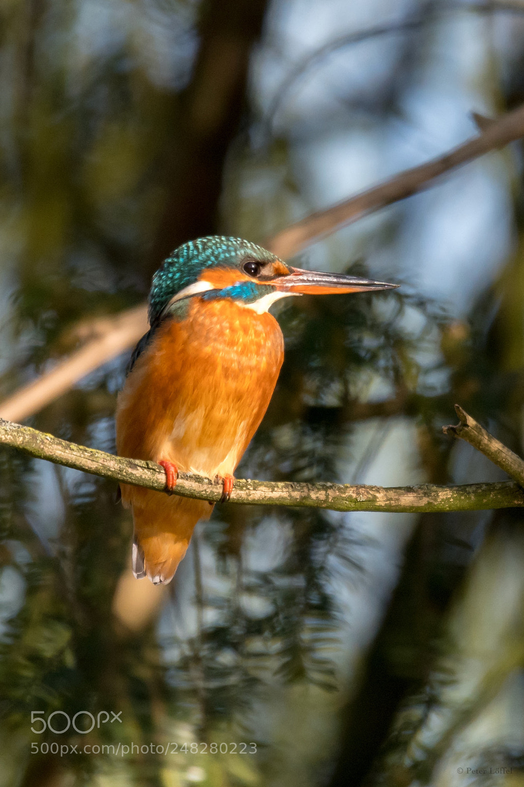 Nikon D850 sample photo. Eisvogel photography