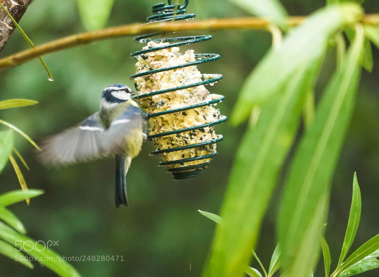 Sony a7 sample photo. Mésange bleue photography
