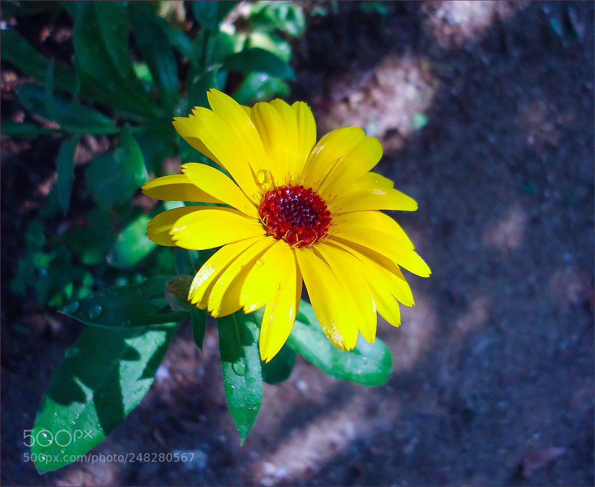 Sony Cyber-shot DSC-W610 sample photo. Lioutik photography