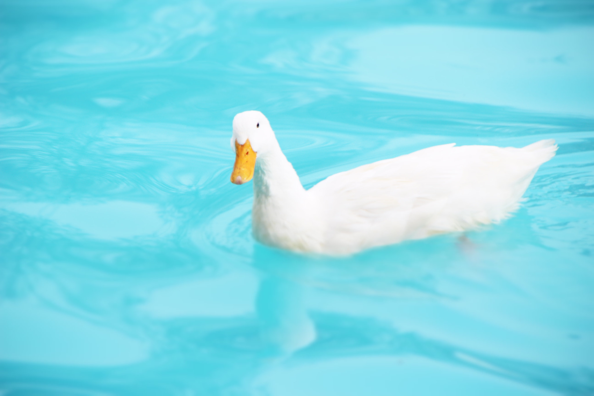 Canon EOS 100D (EOS Rebel SL1 / EOS Kiss X7) sample photo. White duck.. photography