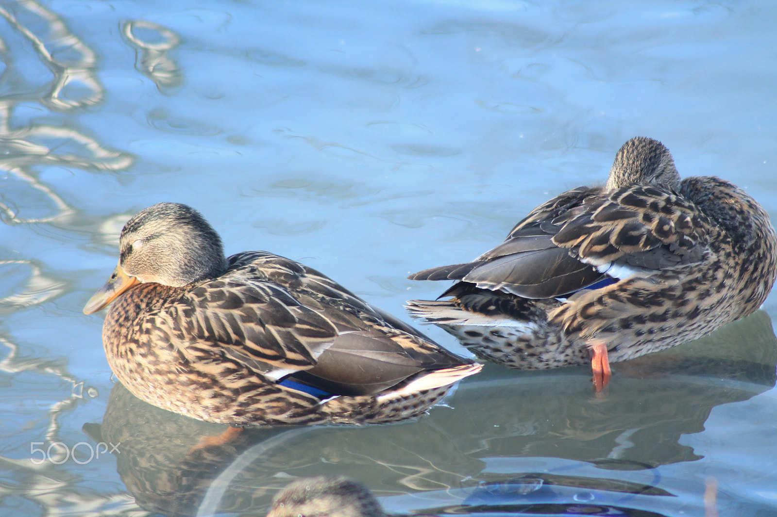 Canon EOS 1100D (EOS Rebel T3 / EOS Kiss X50) sample photo. Enjoying sunshine photography