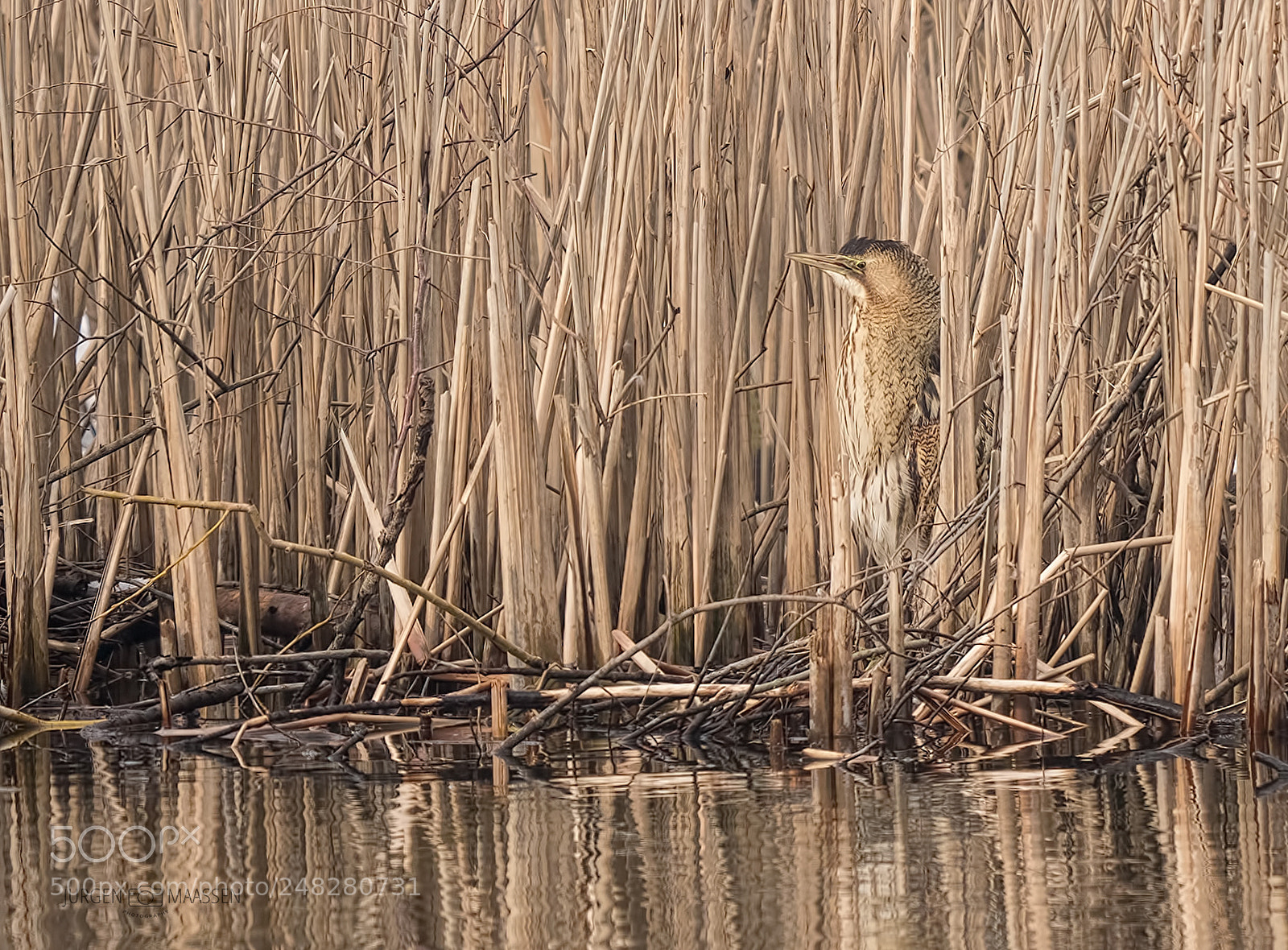 Panasonic Lumix DC-G9 sample photo. Eurasian bittern. photography