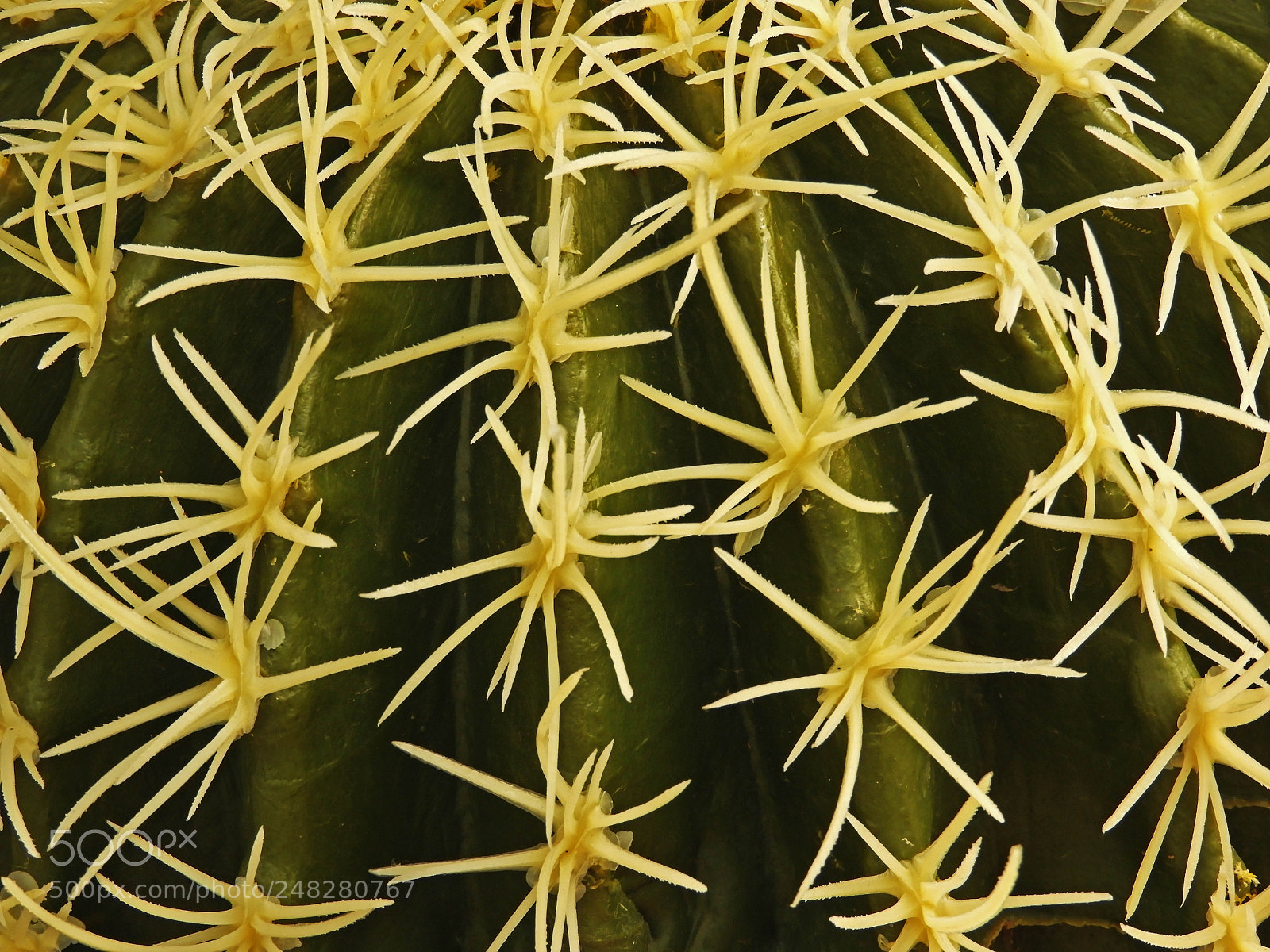 Nikon Coolpix B700 sample photo. Cactus. photography