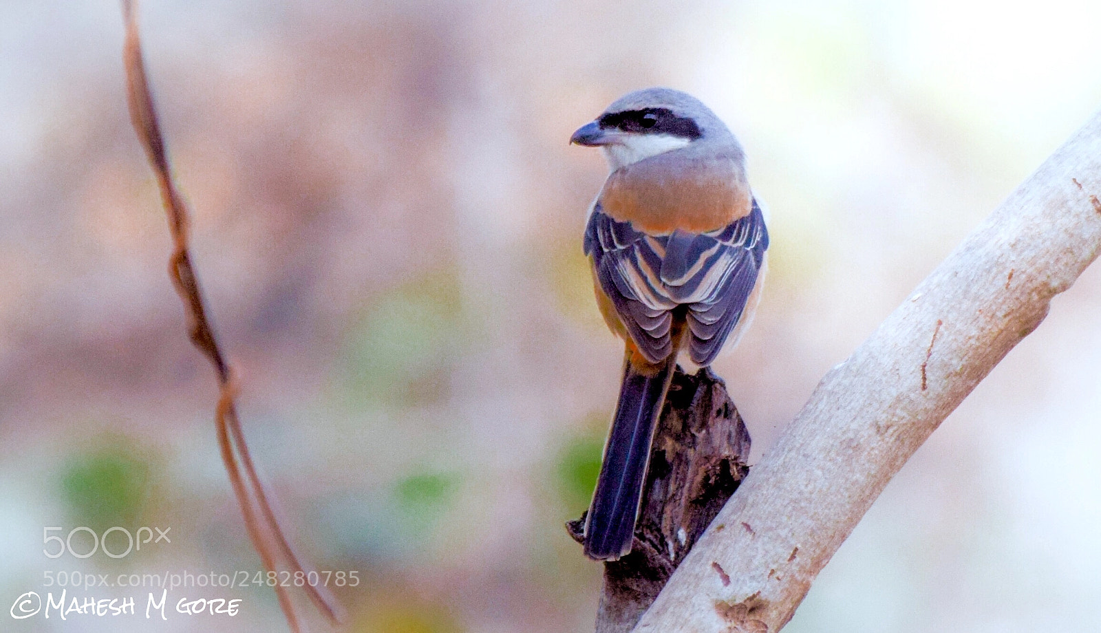 Nikon D5300 sample photo. Long tailed shrike photography
