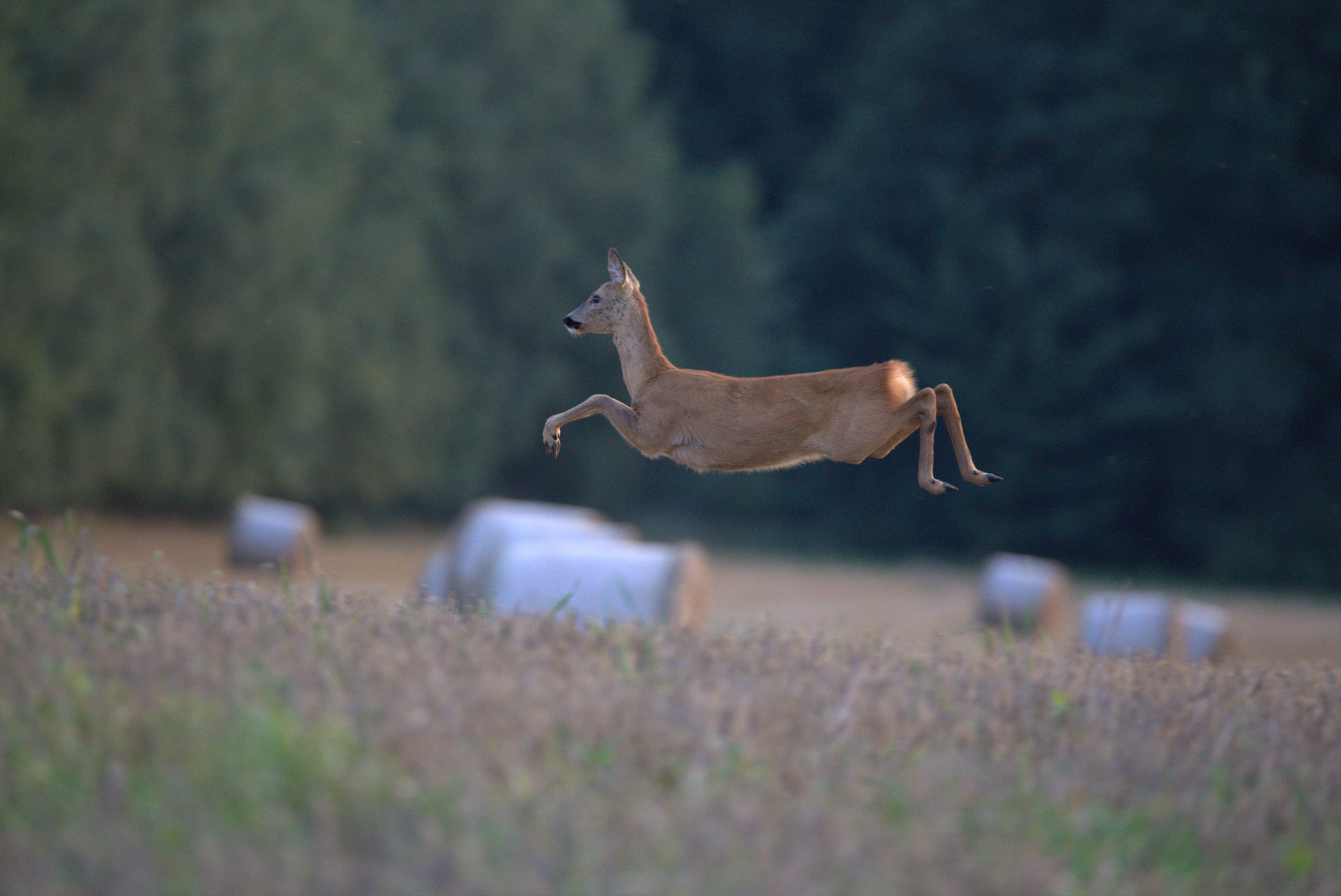 Canon EOS 6D + Sigma 150-600mm F5-6.3 DG OS HSM | C sample photo. Flying roe deer in the beautiful sunset photography