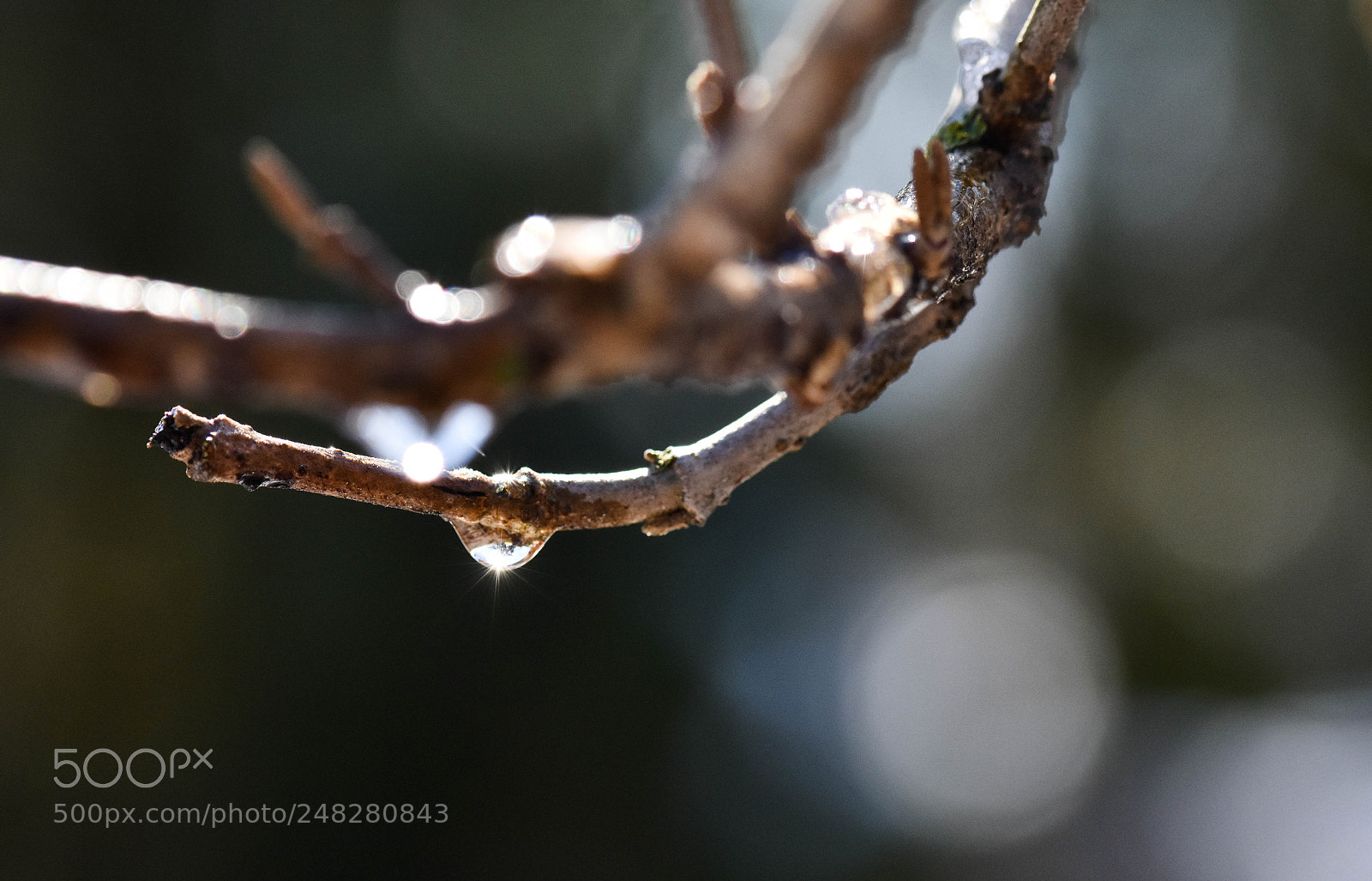 Nikon D3400 sample photo. Twig droplet photography