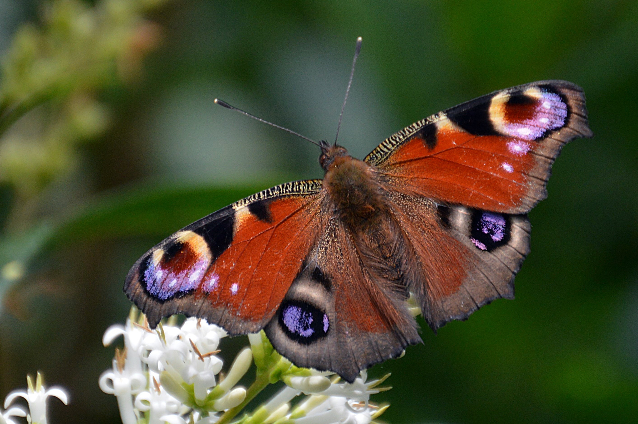 Nikon D3200 sample photo. Papillon photography
