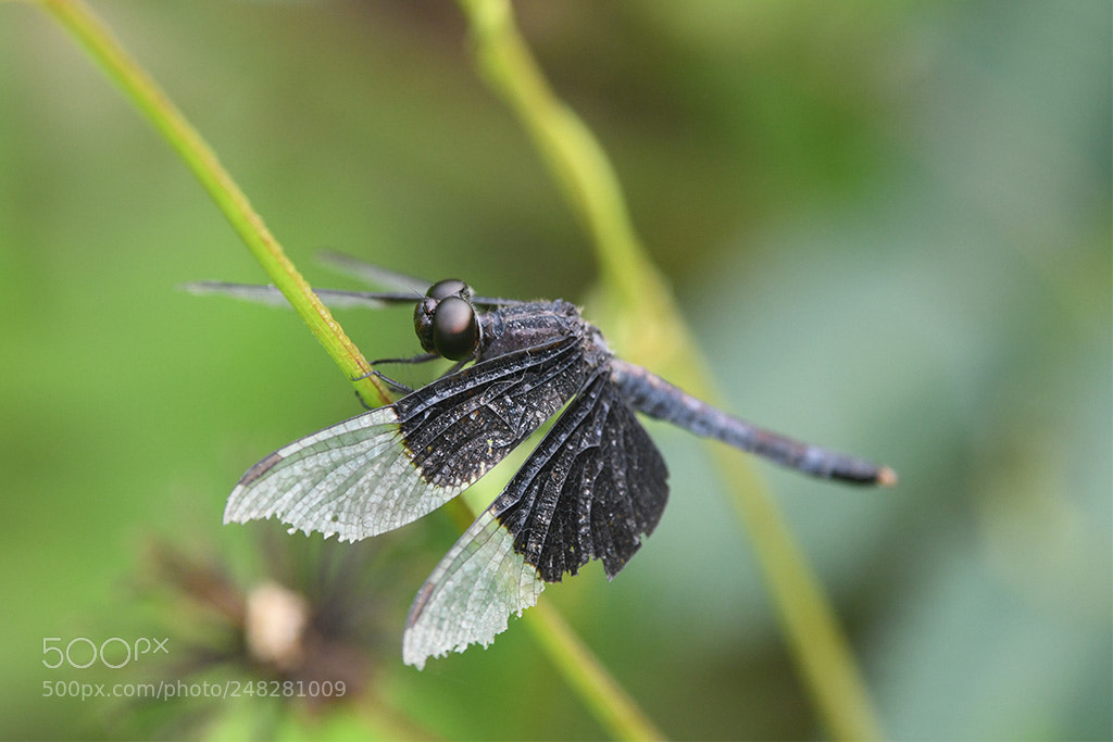 Nikon D500 sample photo. Dragonfly photography