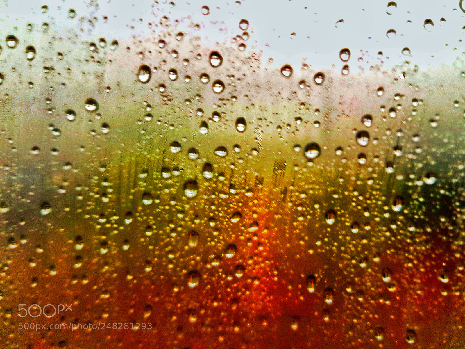 Samsung Galaxy S7 sample photo. Rosy rain photography