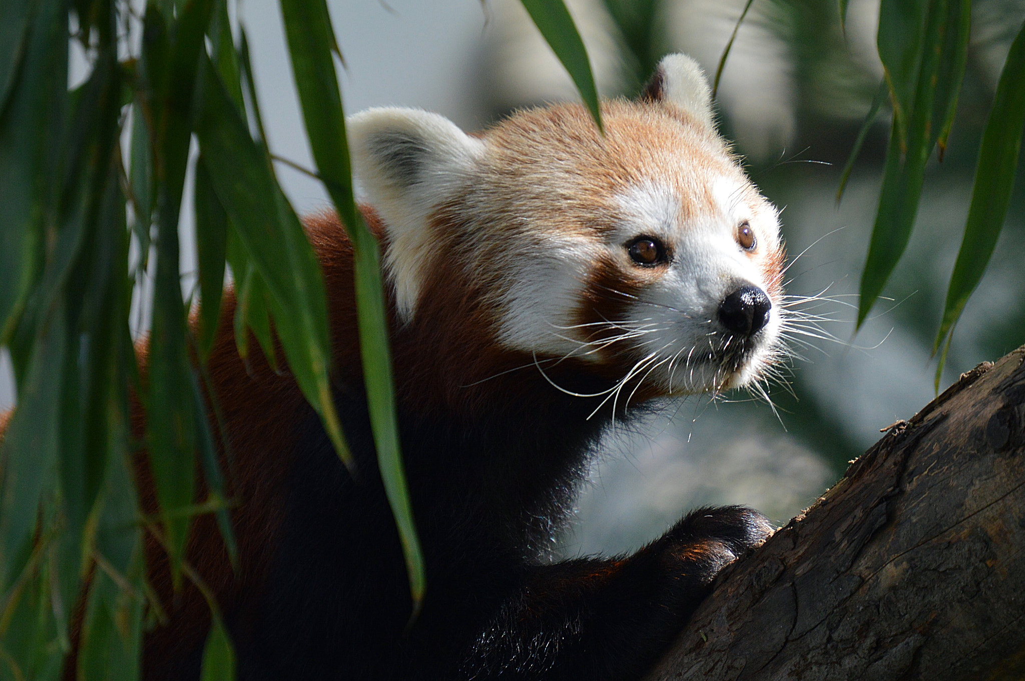 Nikon D3200 sample photo. Panda roux photography