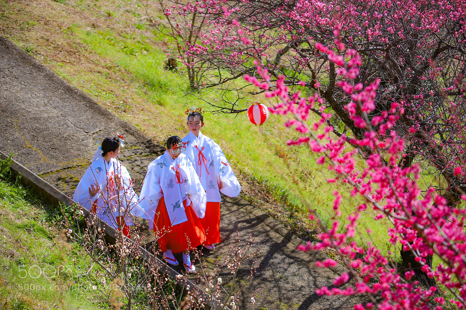 Canon EOS 6D Mark II sample photo. Plum blossoms and a photography
