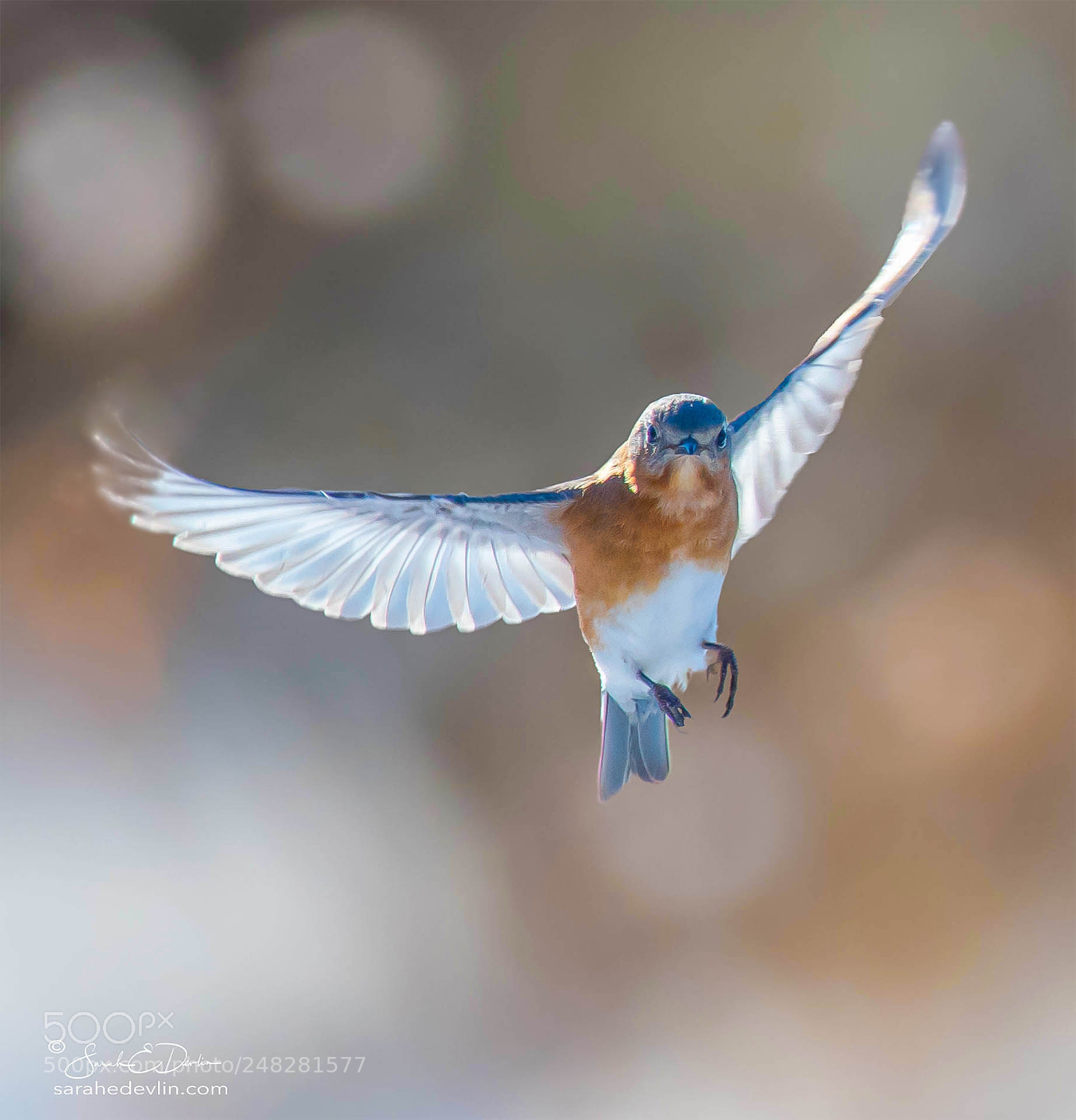 Nikon D500 sample photo. Bluebird in flight photography
