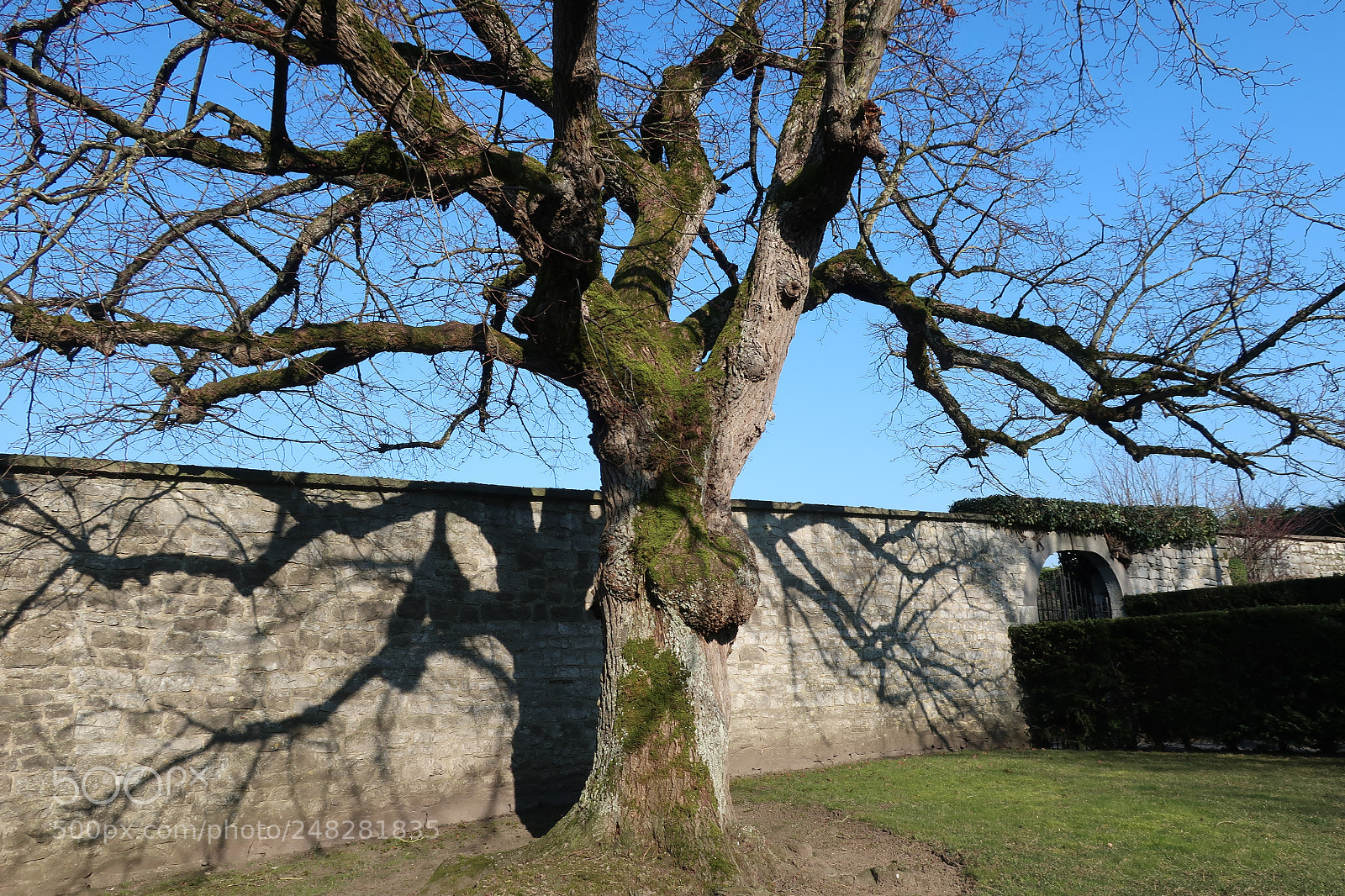 Canon PowerShot G9 X Mark II sample photo. Branches on the wall. photography