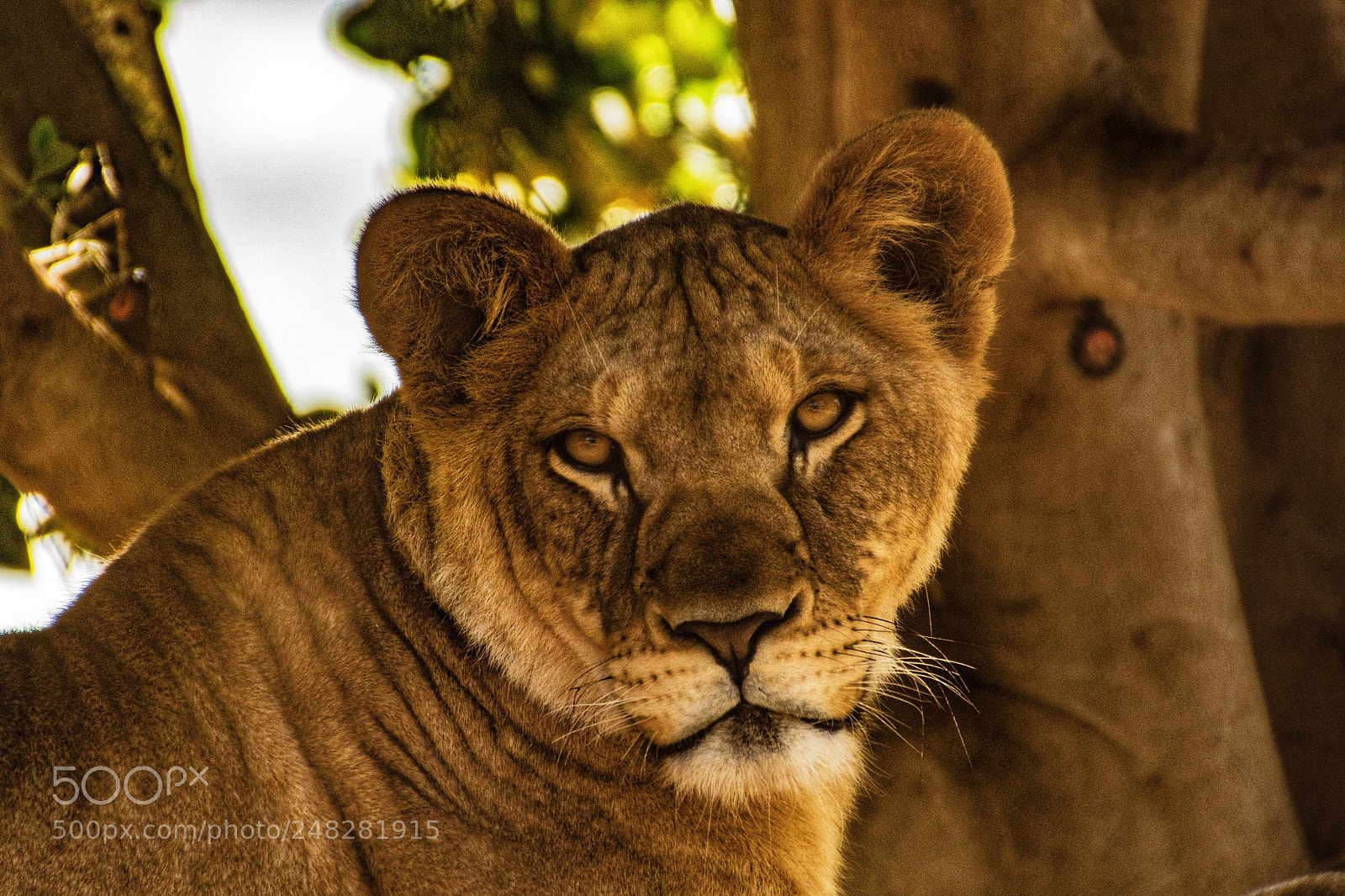 Sony a6300 sample photo. Lioness at the werribee photography