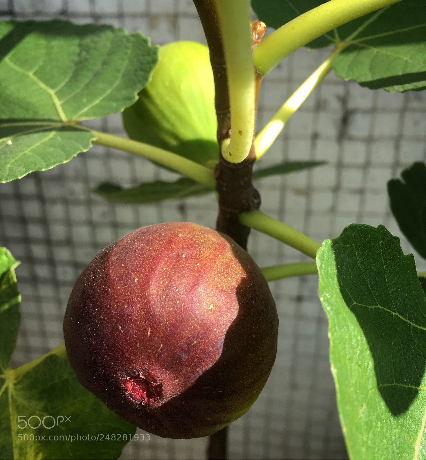 Apple iPhone SE sample photo. Fig ready to collect photography