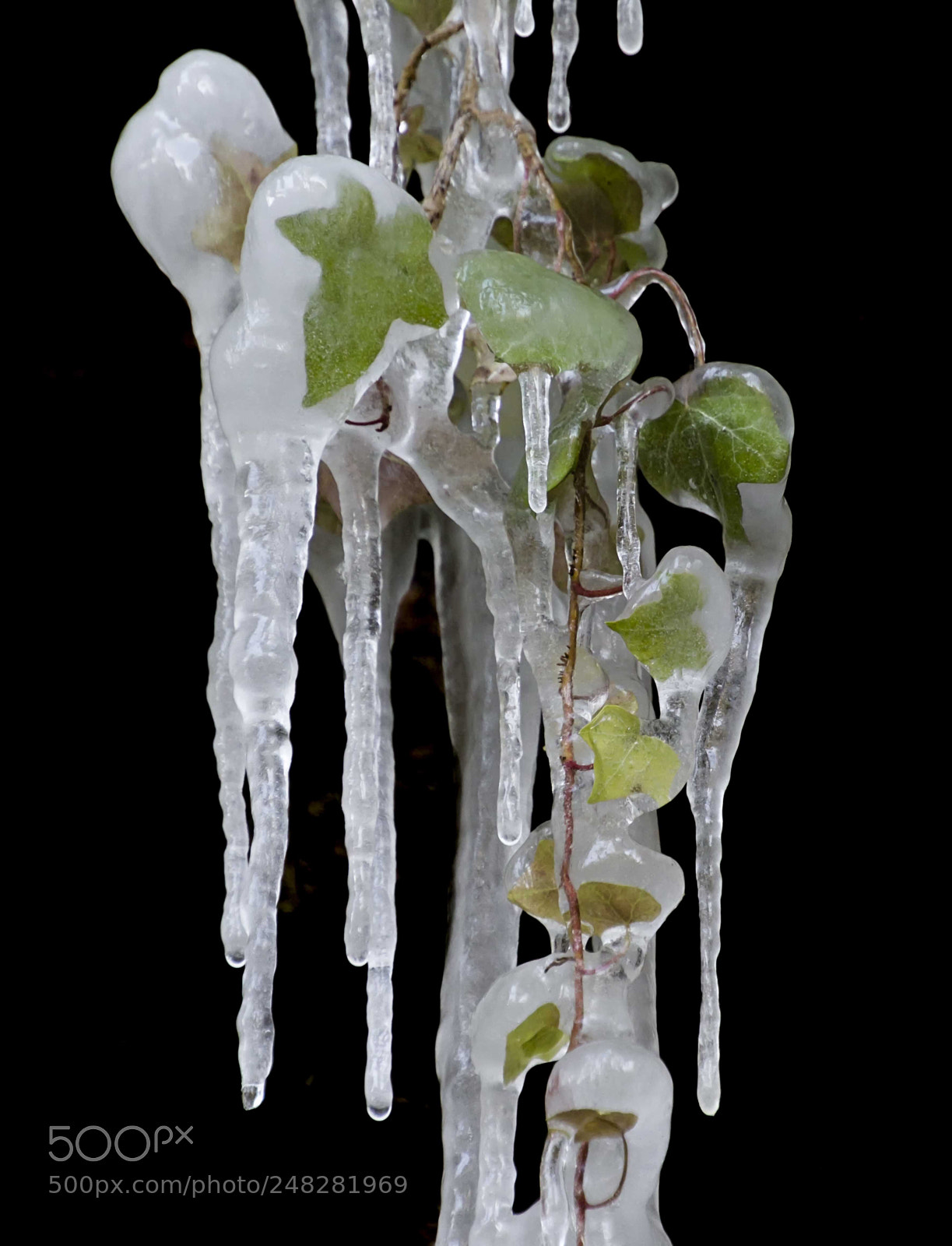 Canon EOS 100D (EOS Rebel SL1 / EOS Kiss X7) sample photo. Trapped in the ice... photography