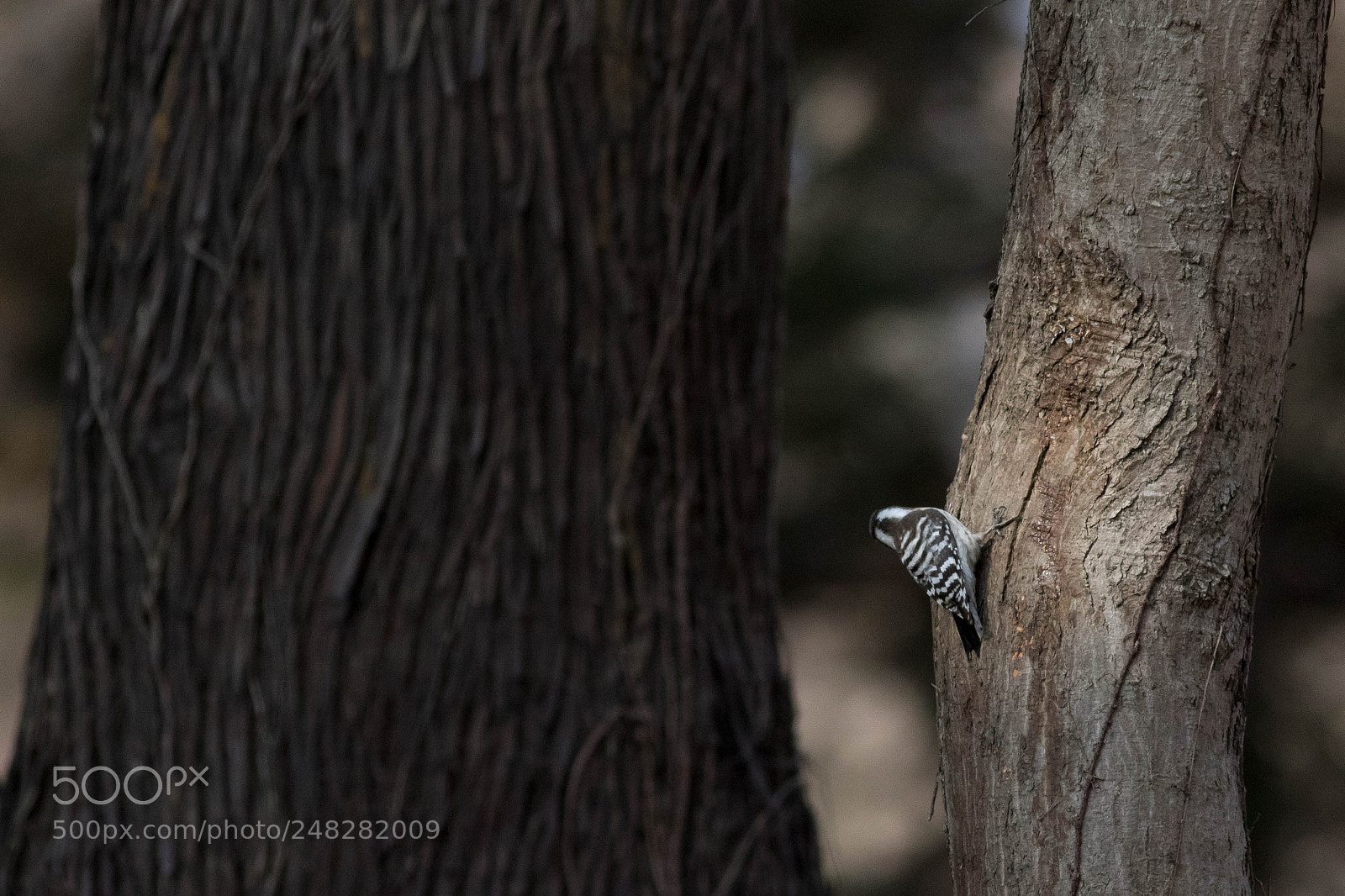 Canon EOS 7D Mark II sample photo. Japanese pygmy woodpecker photography