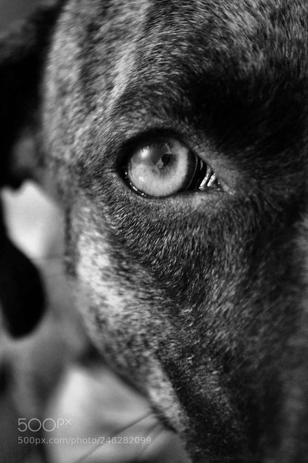 Nikon D3100 sample photo. O olhar photography