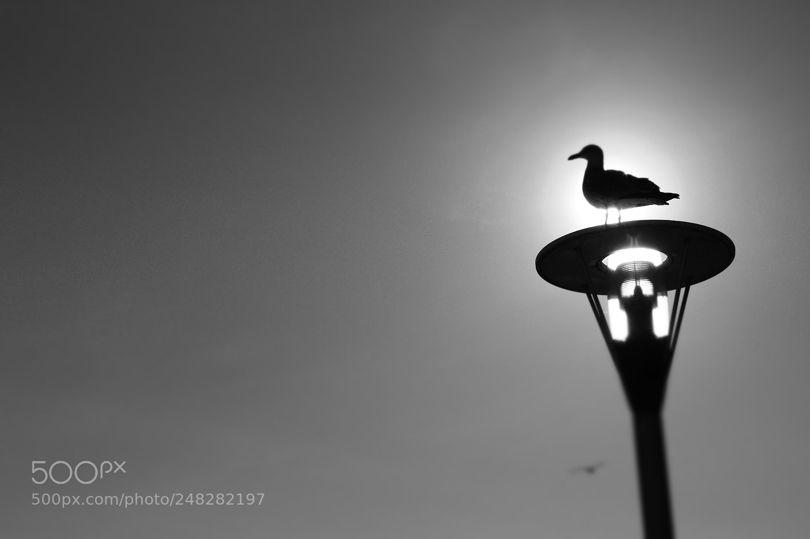 Canon EF-S 18-55mm F3.5-5.6 III sample photo. Bird shadow photography