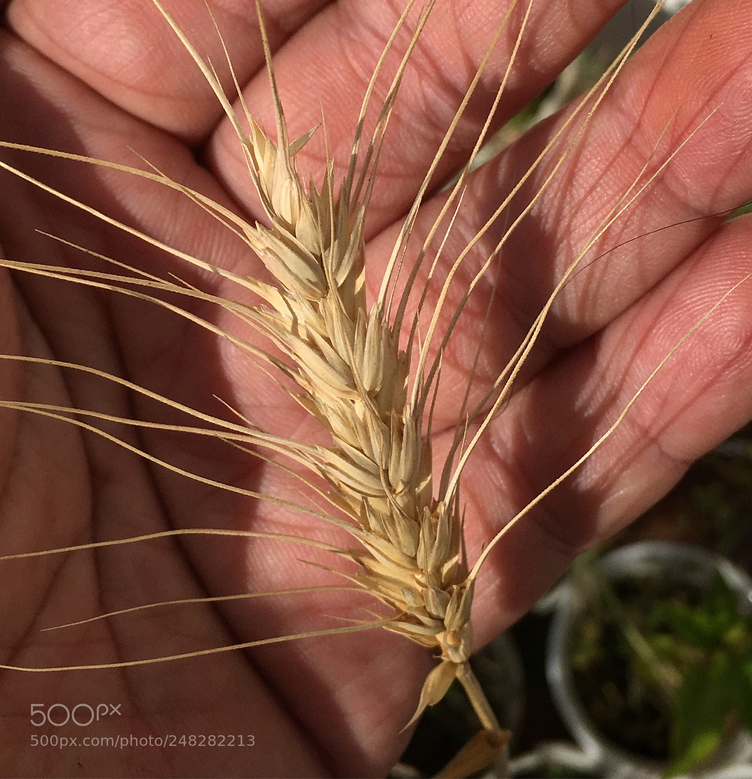 Apple iPhone SE sample photo. Wheat ready for harvest photography