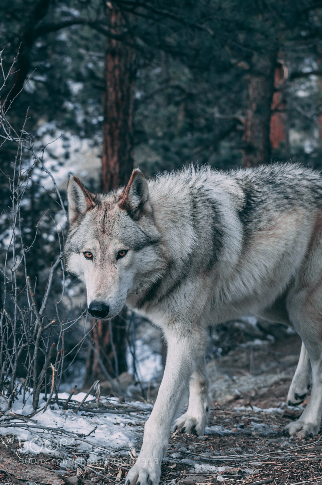 Nikon D300 sample photo. Peaceful creatures photography