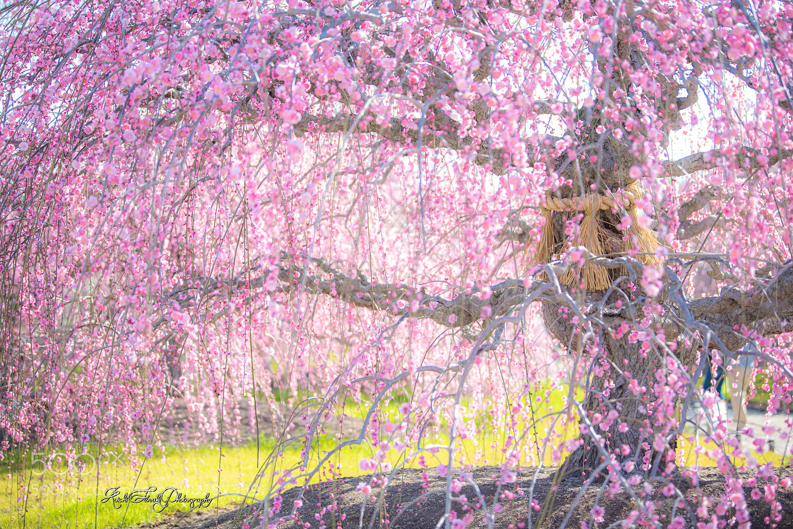 Nikon D810 sample photo. Yokozuna photography