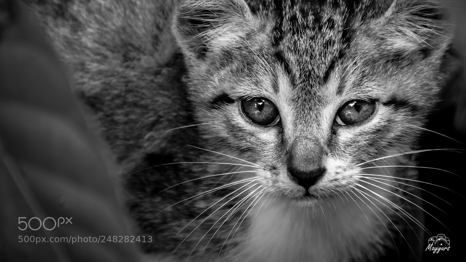 Nikon D7200 sample photo. Bw photography