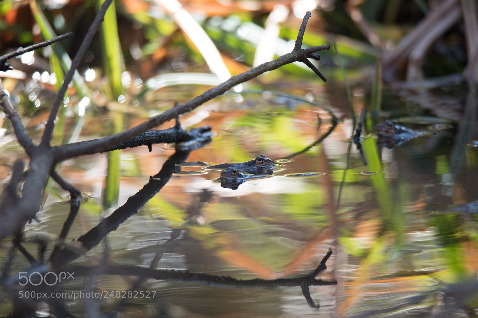 Nikon D850 sample photo. Montane brown frogs photography