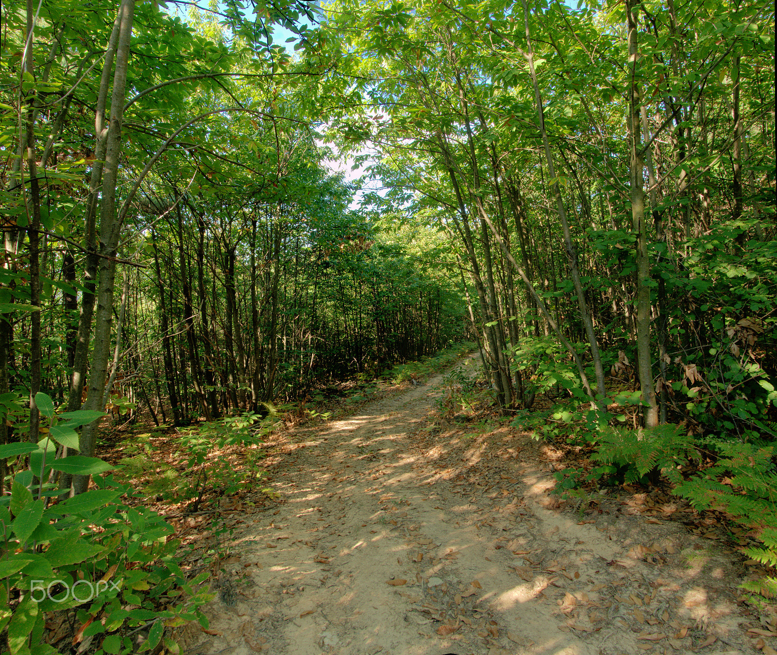 Nikon D300 sample photo. Bosco di castagne photography