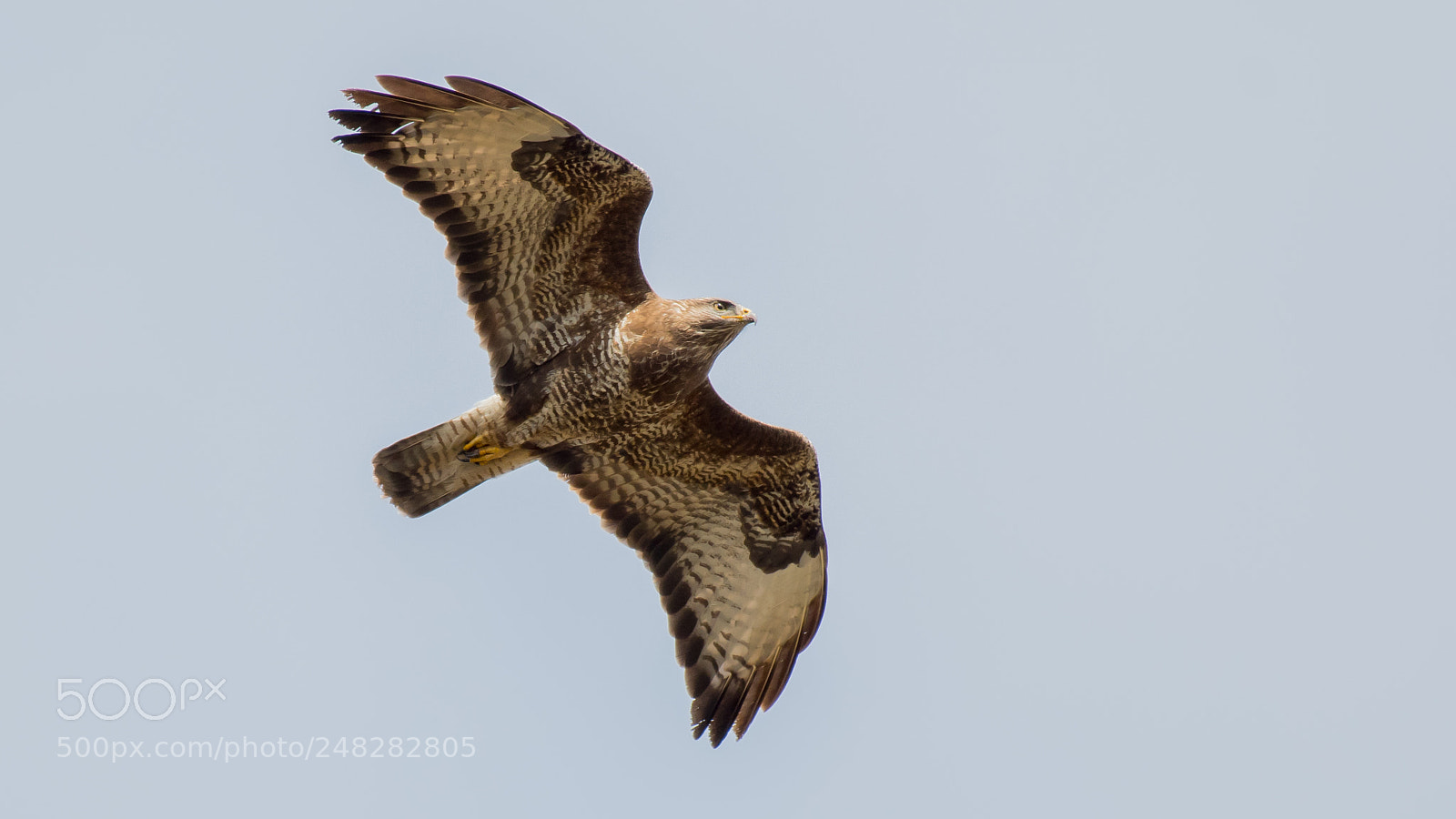 Nikon D500 sample photo. Buizerd photography