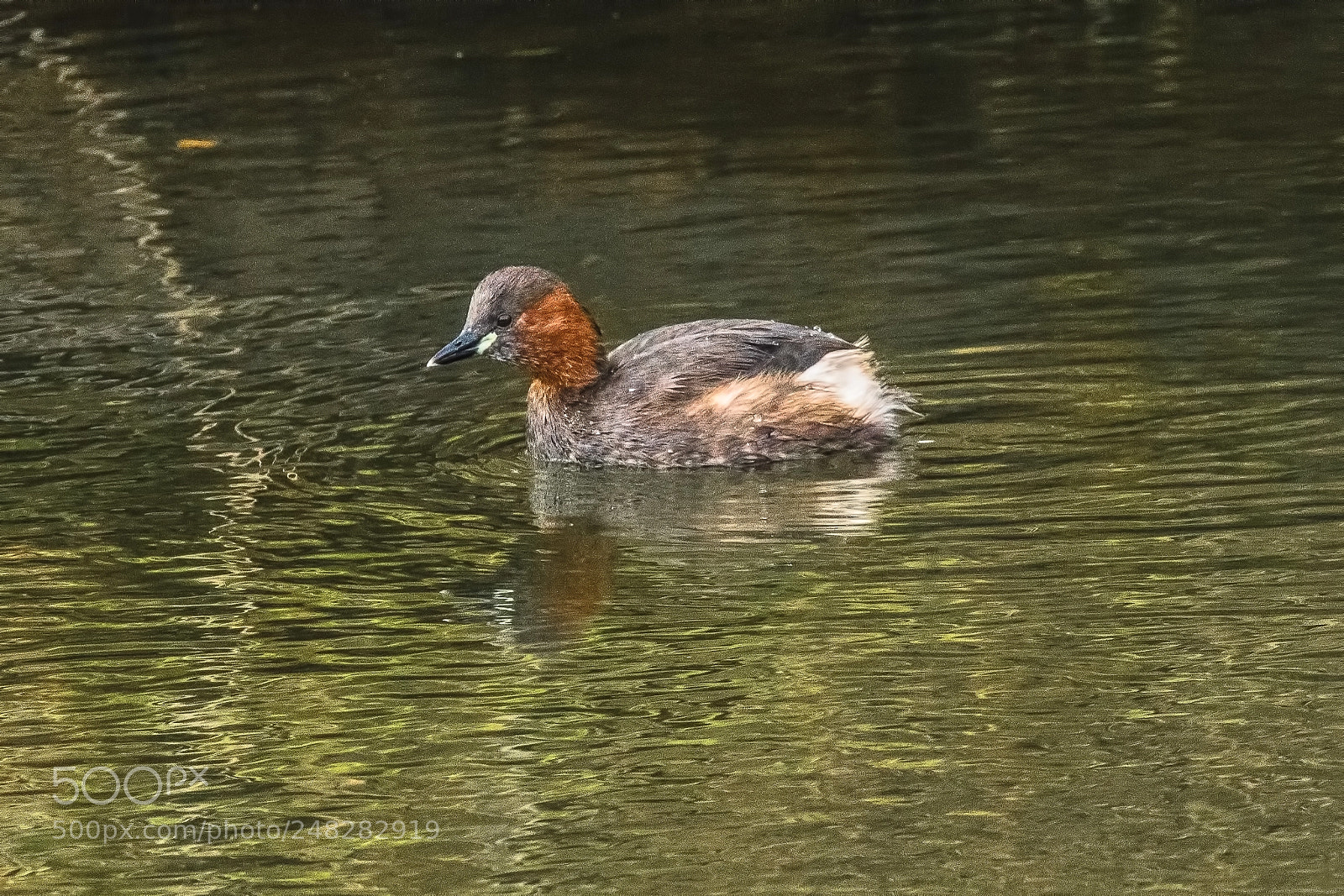 Canon EOS 7D Mark II sample photo. Little grebe photography