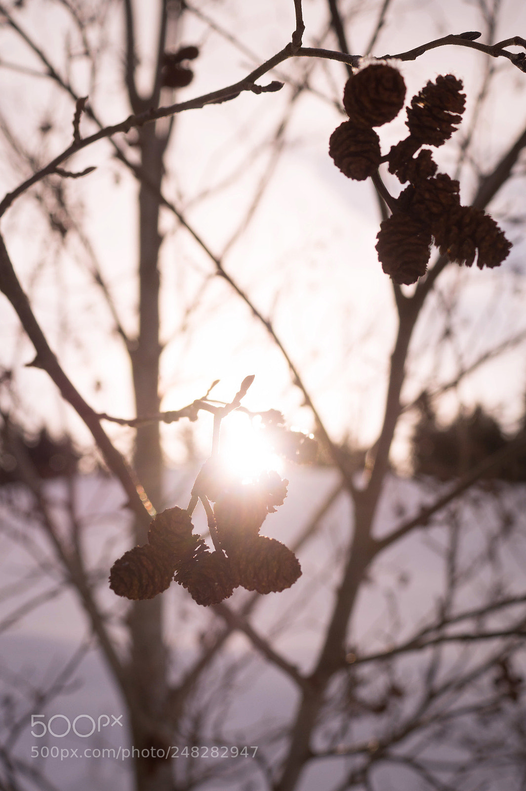 Sony SLT-A58 sample photo. Small cones photography
