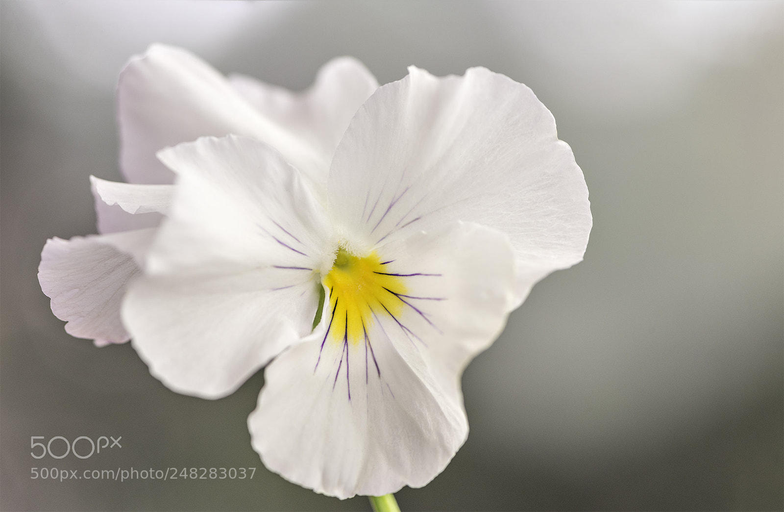 Nikon D810 sample photo. Simplicity photography