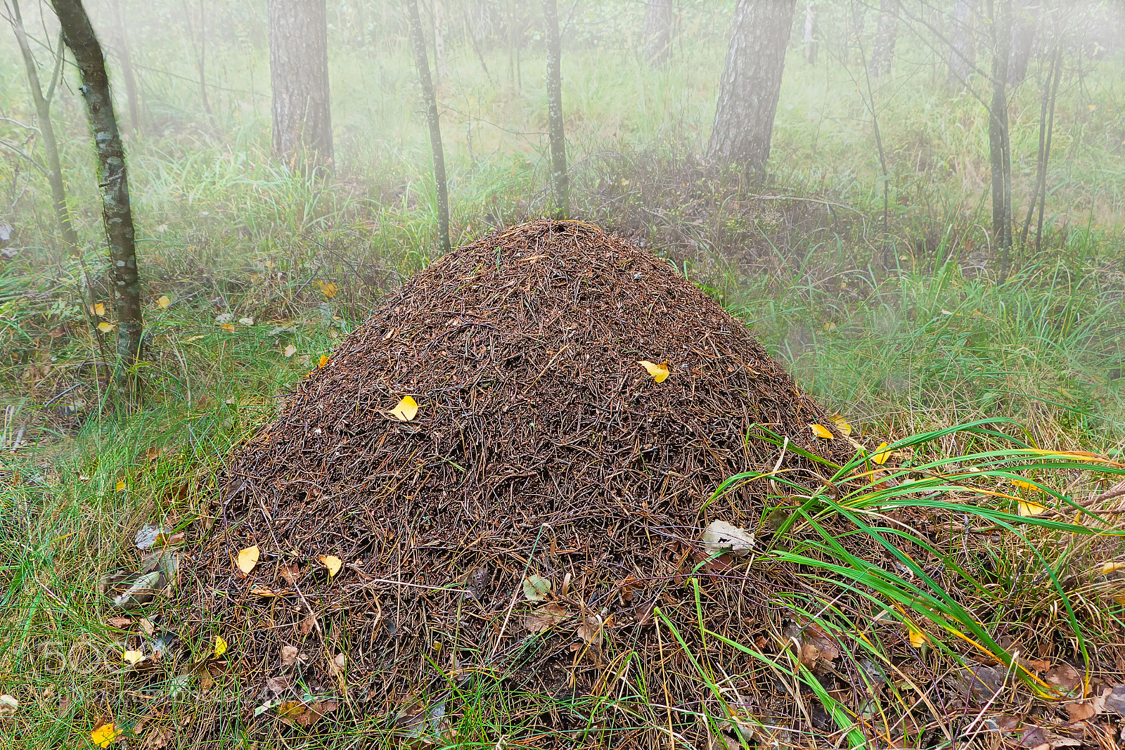 Canon EOS 650D (EOS Rebel T4i / EOS Kiss X6i) sample photo. Anthill in the autumn photography