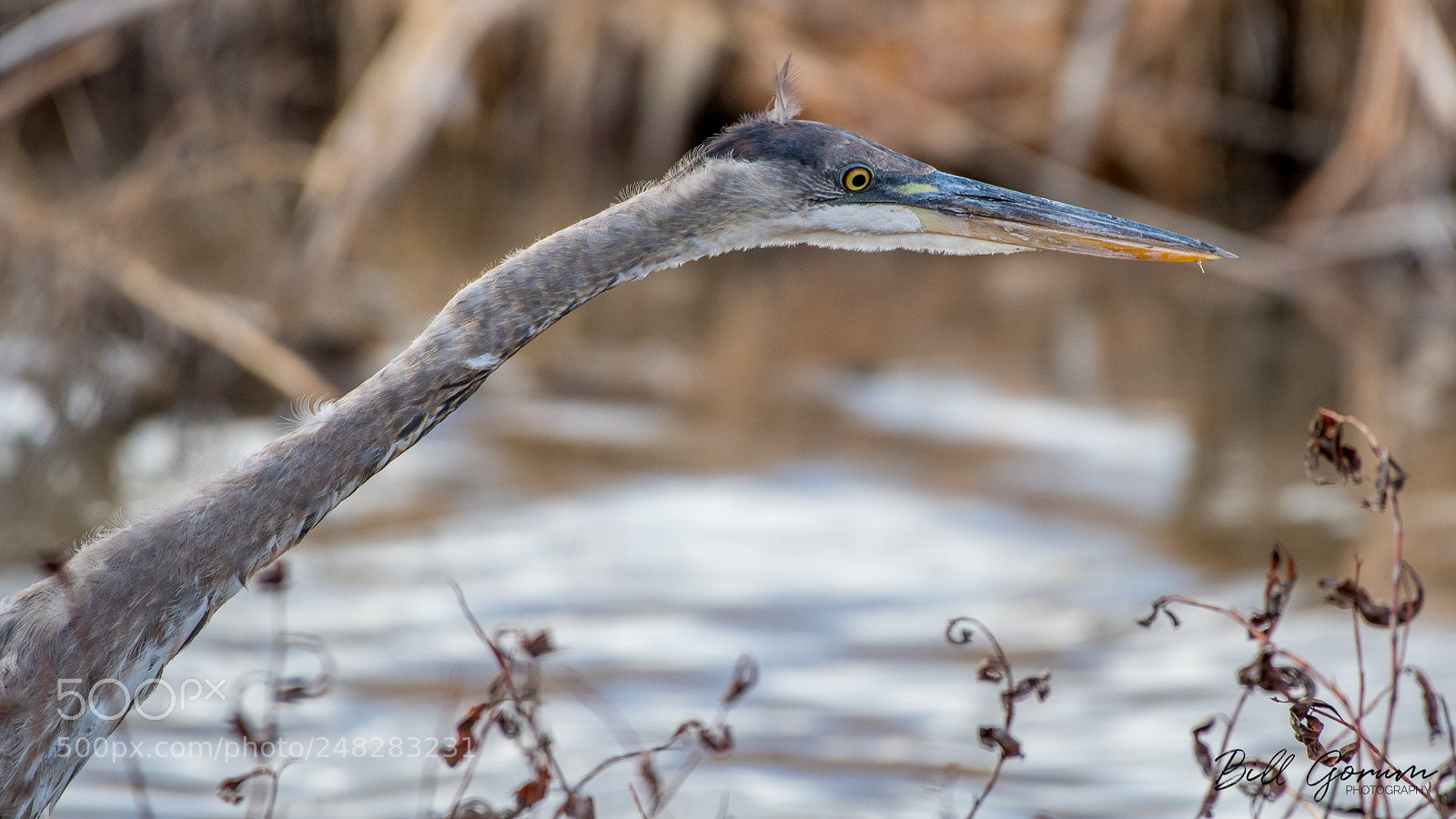 Nikon D500 sample photo. Great blue heron photography