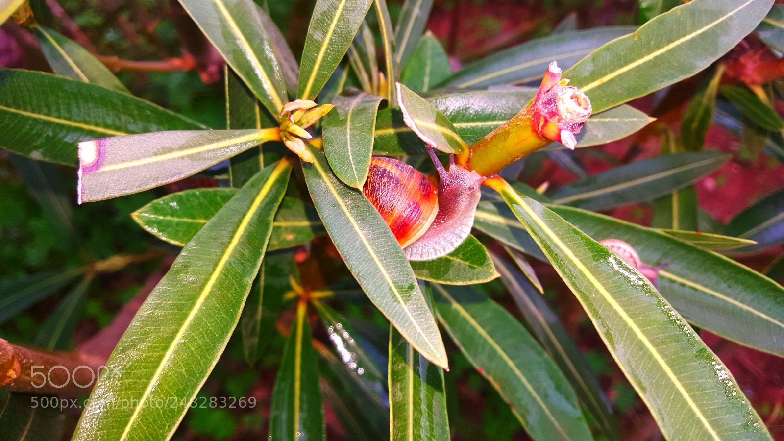 Samsung Galaxy Note5 sample photo. Ilili photography