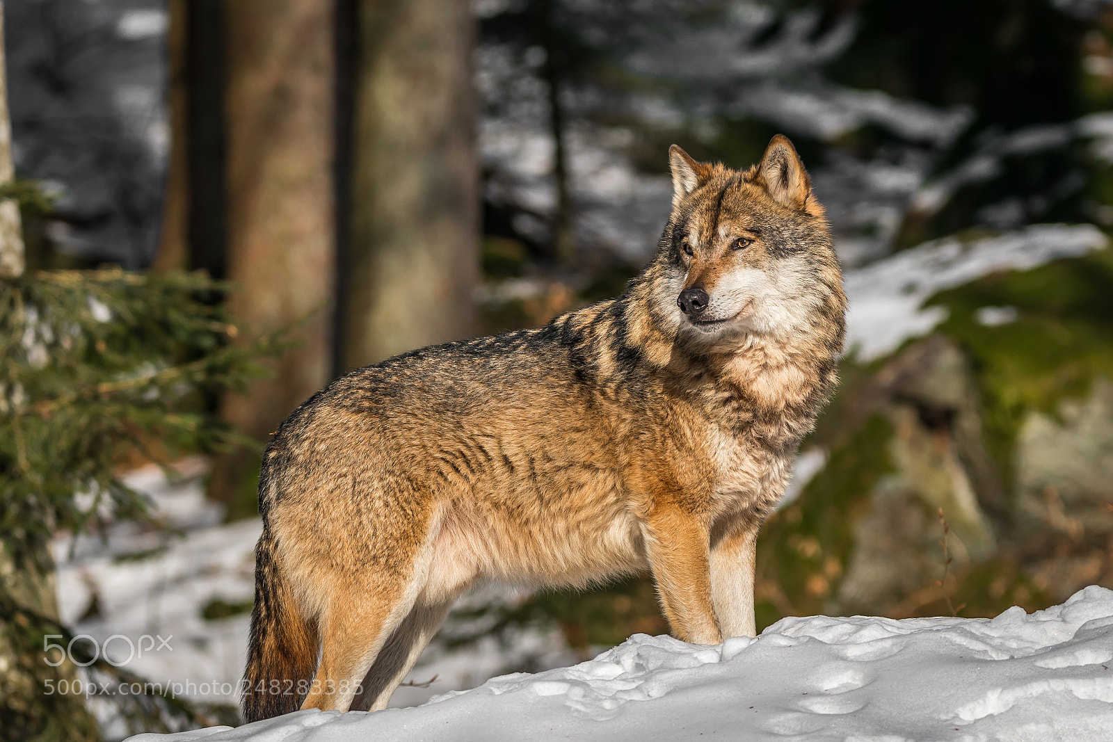 Nikon D500 sample photo. Wolf photography