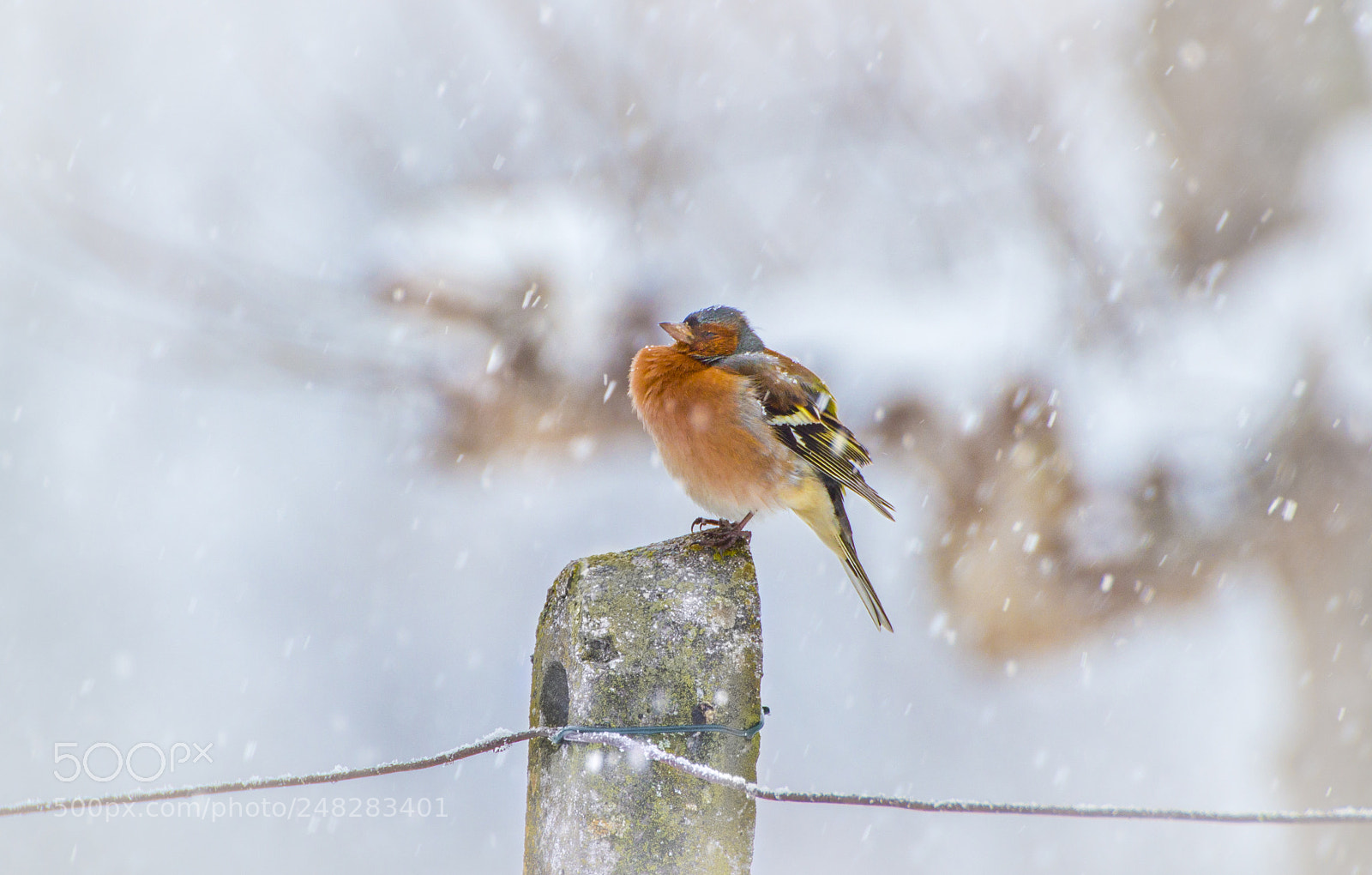 Canon EOS 650D (EOS Rebel T4i / EOS Kiss X6i) sample photo. The chaffinch against the photography