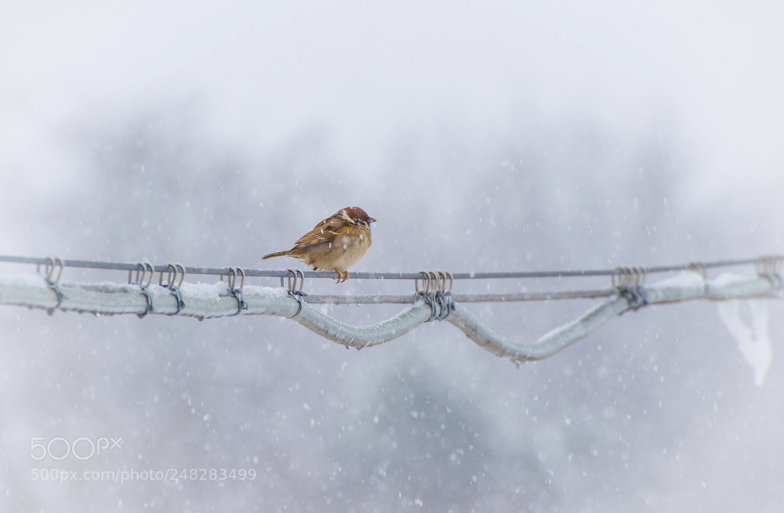 Canon EOS 650D (EOS Rebel T4i / EOS Kiss X6i) sample photo. A winter waiting for photography