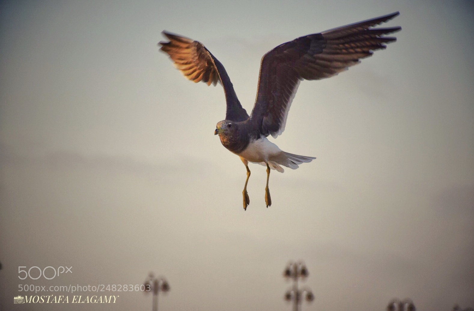 Nikon D5300 sample photo. Dreaming photography