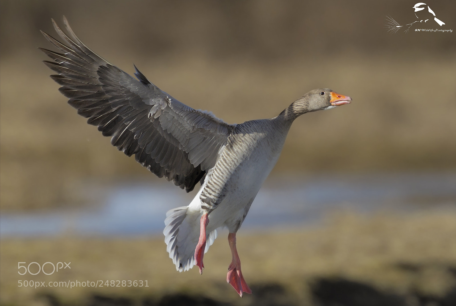 Nikon D500 sample photo. Landing goose photography