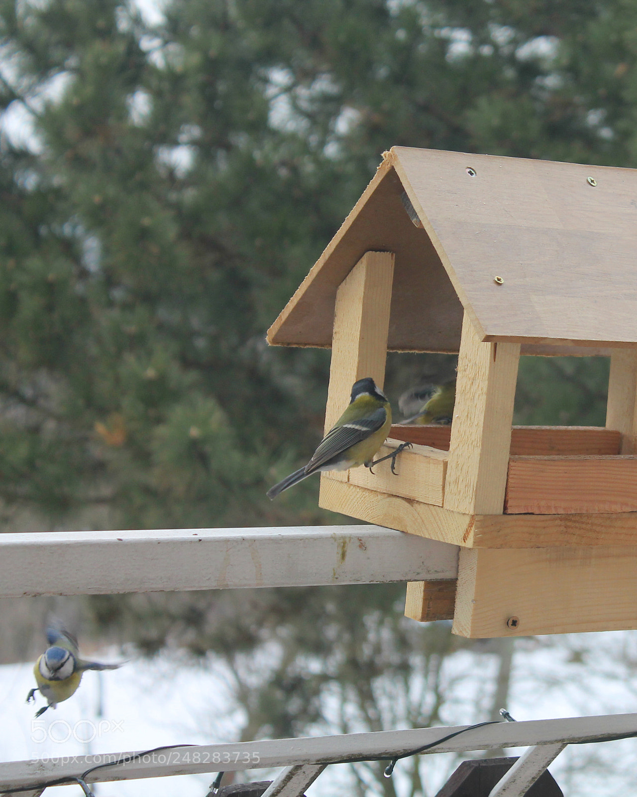 Canon EOS 1100D (EOS Rebel T3 / EOS Kiss X50) sample photo. Titmice photography