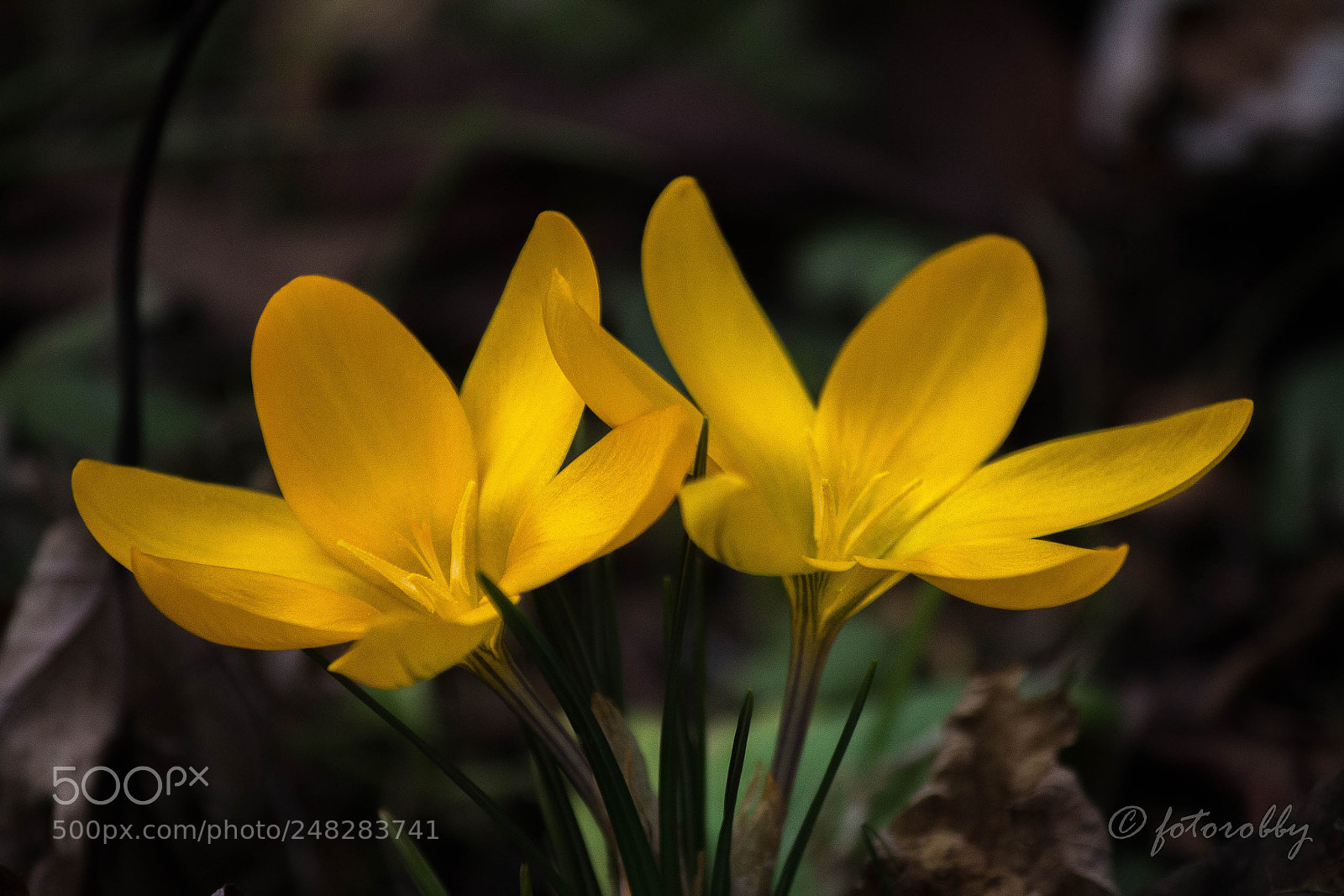 Canon EOS 600D (Rebel EOS T3i / EOS Kiss X5) sample photo. Yellow twins photography