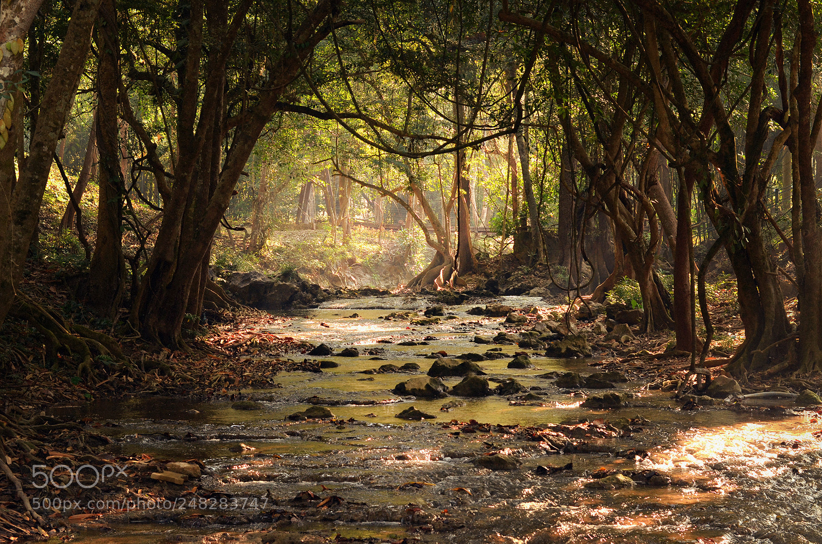 Nikon D5100 sample photo. Jungle river photography